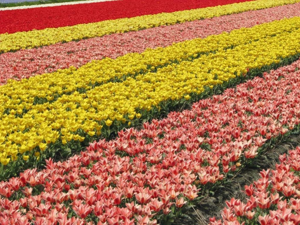 Landal Dunimar Hotel Noordwijkerhout Bagian luar foto